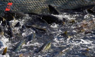 Нижегородские рыбхозы приступили к осеннему отлову
