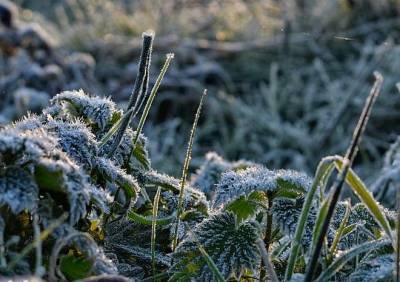 В Рязанской области ожидаются ночные заморозки