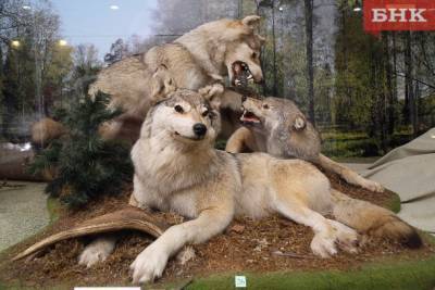 Жителей Пажги предупредили о возможных встречах с волками