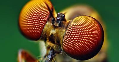 Ученые воспроизвели покрытие, защищающее от бликов глаза насекомых