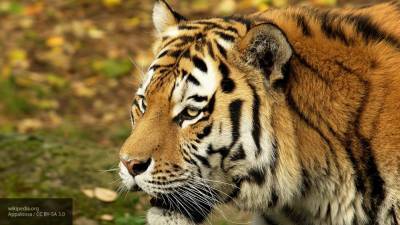 Полиция Индии месяцами выслеживает убивавшего людей тигра