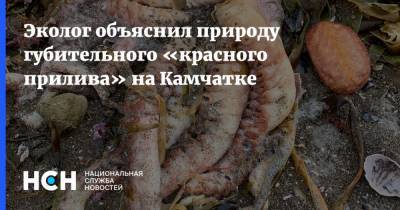 Эколог объяснил природу губительного «красного прилива» на Камчатке - nsn.fm - Россия