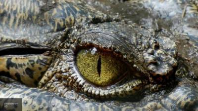 Экс-заключенный пытался переехать в Сочи из-за "мерзнущего" крокодила