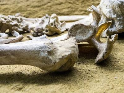 Под Калининградом обнаружены сотни мешков предположительно с человеческими костями