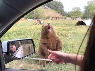 Забавный и жадный медведь рассмешил туристов