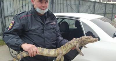 Мужчина остался без крокодила после просьбы отправить его в Сочи