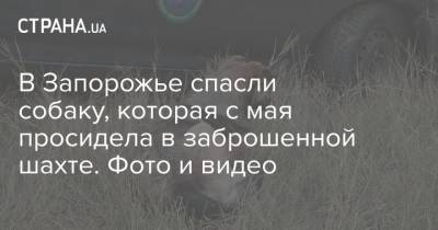 В Запорожье спасли собаку, которая с мая просидела в заброшенной шахте. Фото и видео