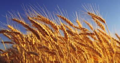 Генетически модифицированная пшеница будет расти легально