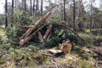 Каждый третий лесоприёмный пункт в Забайкалье и Бурятии нарушает закон — прокуратура