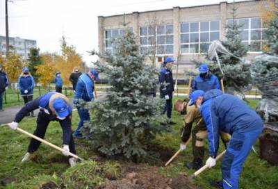 Больше сотни молодых деревьев появились в посёлке Кингисеппский