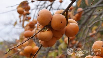 Какие крымские фрукты помогут в борьбе с COVID и ОРВИ – диетолог