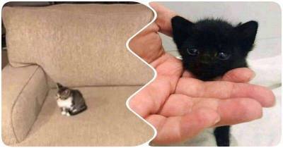 15 крошечных и беззащитных котят, которые умещаются в ладошке