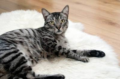 Почему кошка не хочет быть ласковой: специалисты назвали 5 причин - Cursorinfo: главные новости Израиля