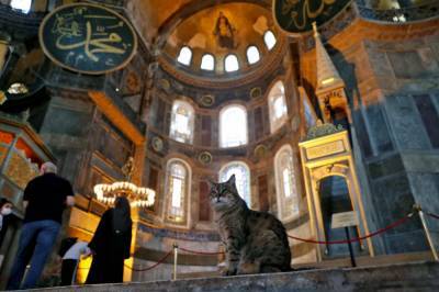В турецком Стамбуле умерла кошка-знаменитость по кличке Гли