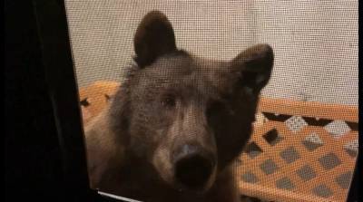 Есть что пожевать? Любопытный медведь наведался в гости к американцу - видео