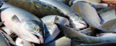 За время путины-2020 на Колыме у браконьеров изъяли более 600 кг лосося