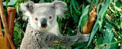 Два новых вида сумчатых были открыты учеными в Австралии