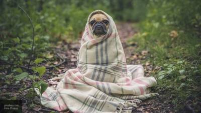 Кинолог назвал наиболее подверженные холоду породы собак
