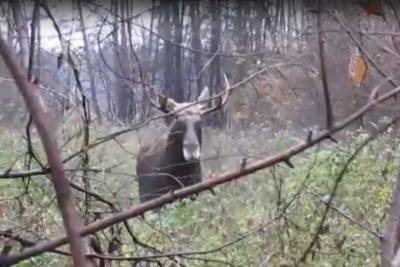 Огромного лося встретил в лесу житель Новосибирска и снял все на видео