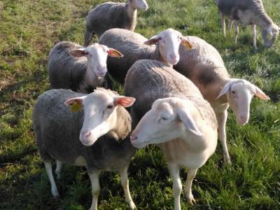 В Беларуси может появиться собственное производство по переработке овечьего молока в сыры
