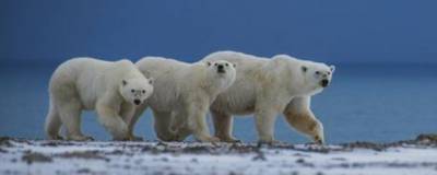 11 белых медведей бродят неподалёку от чукотского села