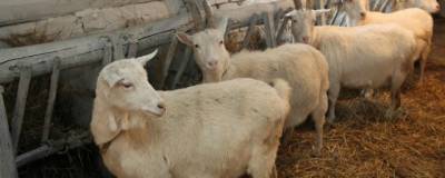 В Рязани фермеров предупредили об оспе у овец и коз