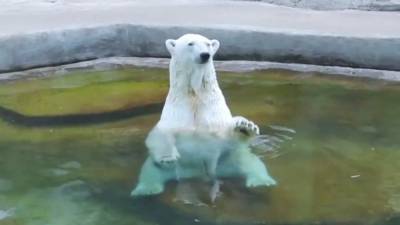 Белая медведица умерла в московском зоопарке.