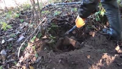 Обломки советского пикирующего бомбардировщика обнаружены в Тверской области