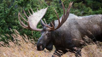 Житель Новосибирска встретил в лесу огромного лося
