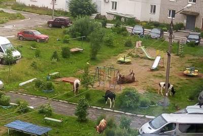 В Тверской области конь валялся на детской площадке и ел из мусорки