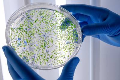 Ученые открыли колоссальное количество новых видов микробов - news.bigmir.net