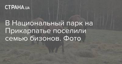 В Национальный парк на Прикарпатье поселили семью бизонов. Фото