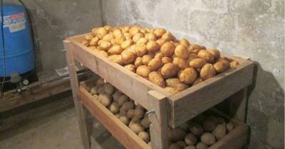 5 ошибок хранения, из-за которых запасы картофеля быстро портятся