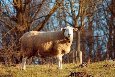 Овчарный праздник: что категорически нельзя делать 11 ноября