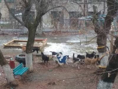 Южноуральские общественники пожаловались в прокуратуру на приют для животных