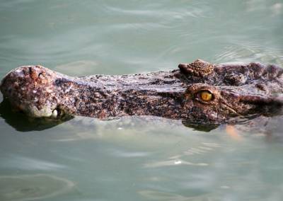 В Малайзии гастарбайтер взял отгул и был съеден огромным крокодилом
