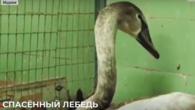 Раненый краснокнижный лебедь теперь живет в теплом сарае в Ишиме