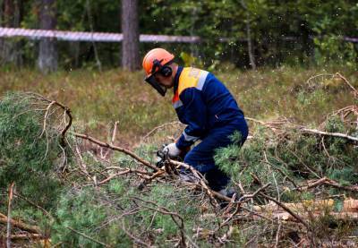 Министр лесного хозяйства: «Зарплаты в отрасли ежегодно вырастают на 10–13 процентов»
