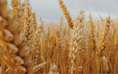 Экспорт украинской пшеницы достиг почти 11 млн тонн