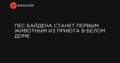Линдон Джонсон - Пес Байдена станет первым животным из приюта в Белом доме - bykvu.com - США - Украина