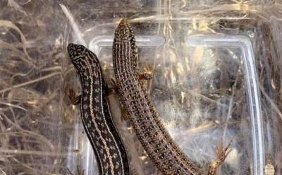 Ученые потратят полтора года на рептилий Акамаса