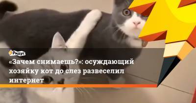 «Зачем снимаешь?»: осуждающий хозяйку кот до слез развеселил интернет