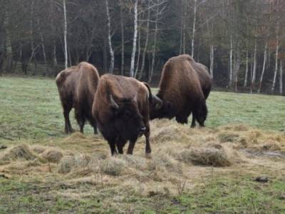 Галицкий национальный парк на Прикарпатье пополнился тремя бизонами (ФОТО)