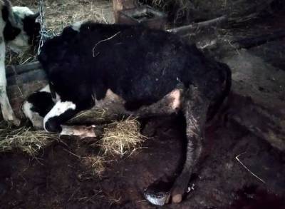 В Удмуртии попросили возбудить уголовное дело за истощение и гибель коров