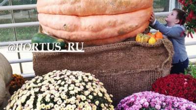 «Аптекарский огород» проведет конкурс по выращиванию гигантских тыкв