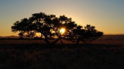 В Пензе бизнесмен решил купить африканское дерево и лишился 4 млн