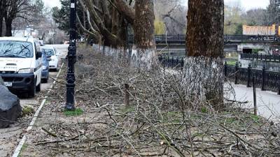 В Симферополе на два дня ограничат движение из-за обрезки деревьев
