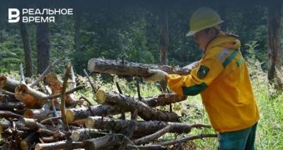 В Татарстане ведутся работы по улучшению санитарного состояния лесов