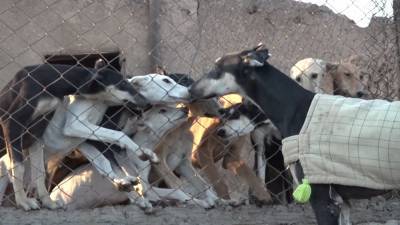 Сирийские собаководы разводят борзых, несмотря на войну и пандемию.