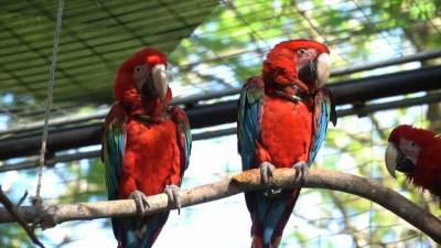 Птенцы редкого попугая родились в дикой природе впервые за 150 лет.